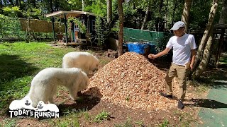 搬入されたウッドチップを不思議に思ったルンルンとアランです　Great Pyrenees　グレートピレニーズ