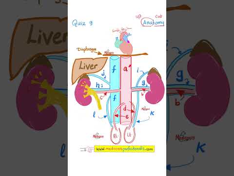 What's in your belly? Kidneys! Anatomy Quiz (#9)