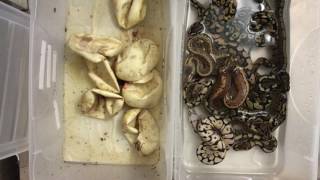 Ball python clean up