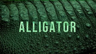 Free Alligator Hard Aggressive Free Type Beat 2020