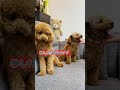 【前編】 そっくりさんのトイプードルが遊びに来た!#shorts