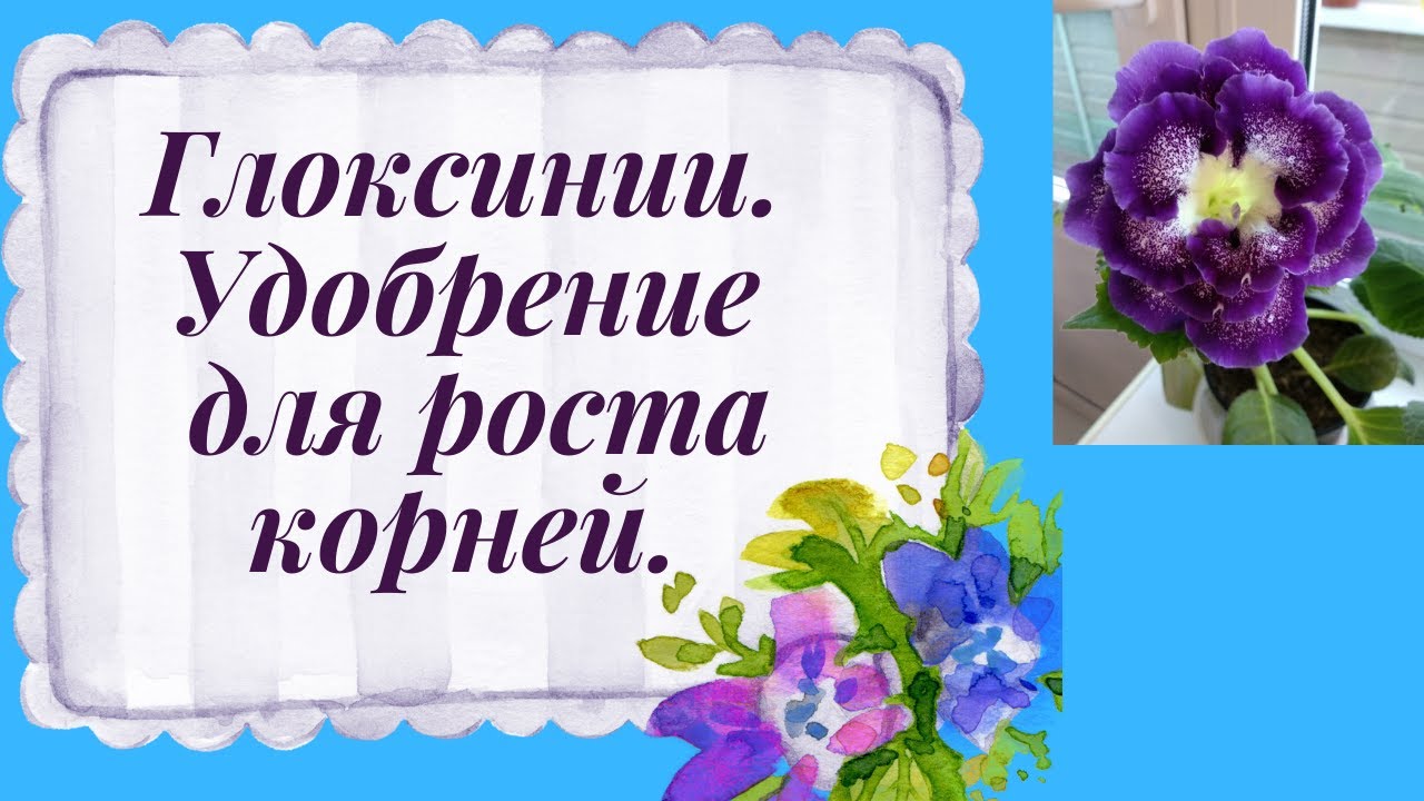 Глоксинии.Наращиваю корни. Удобрение по листу.