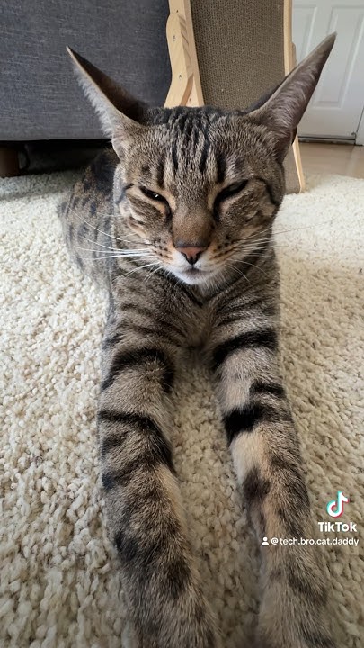 gabapentin for cats sleepy