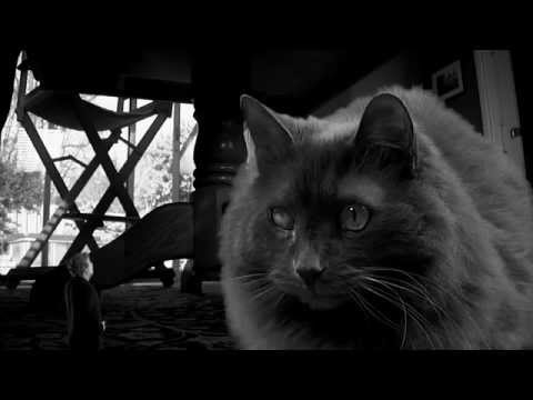 FUNNY CAT MAN ARGUES WITH CAT