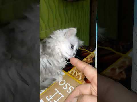 الجزائر الوادي الصحن الاول ميشة تتسحر معي