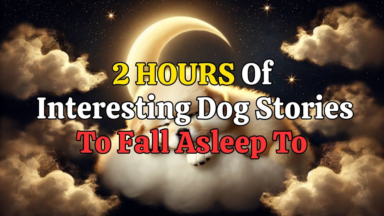 Inspiring Dog Stories of Devoted Dogs That Will Help You Drift into Deep Sleep