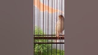 Kenari isian KUNTILANAK