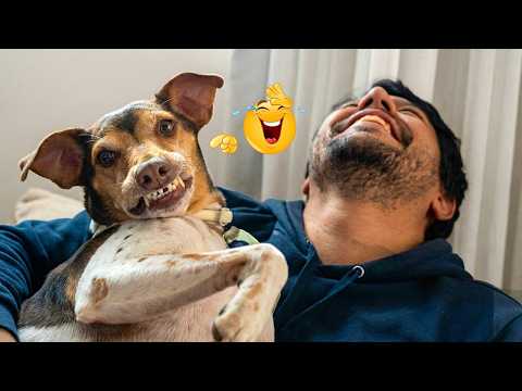 You’ll Die Laughing Watching These Dogs 😂🐶 The Funniest Dog Moments Compilation