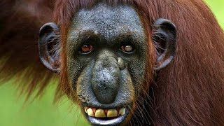 20 STRANGE MONKEYS YOU WON'T BELIEVE EXIST!