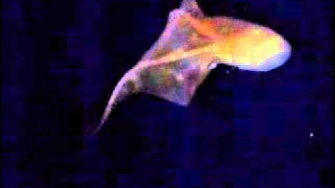 Cephalopod video:  Tremoctopus sp.