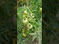 কাচা টমাটো | টমাটো বাগান #shorts
