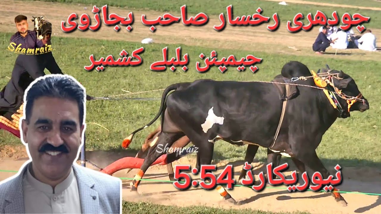 champion dand  bulbuly kashmir | ch rukhsar shab bajarvi | new record 2024
