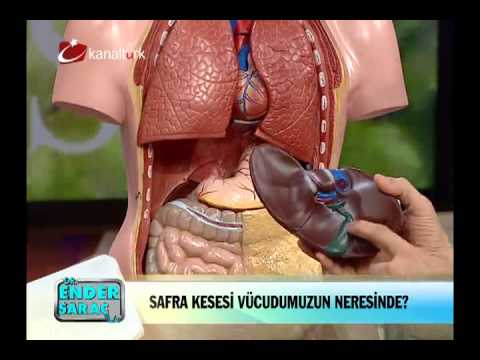 Video: Organ Nedir