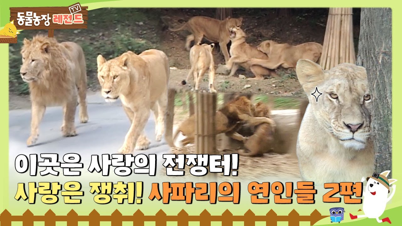 Tv 동물농장 레전드] 이곳은 사랑의 전쟁터! 🧡사랑은 쟁취! 사파리의 연인들 1편 🦁 #Tv동물농장 #Animalfarm  #Sbsstory - Youtube