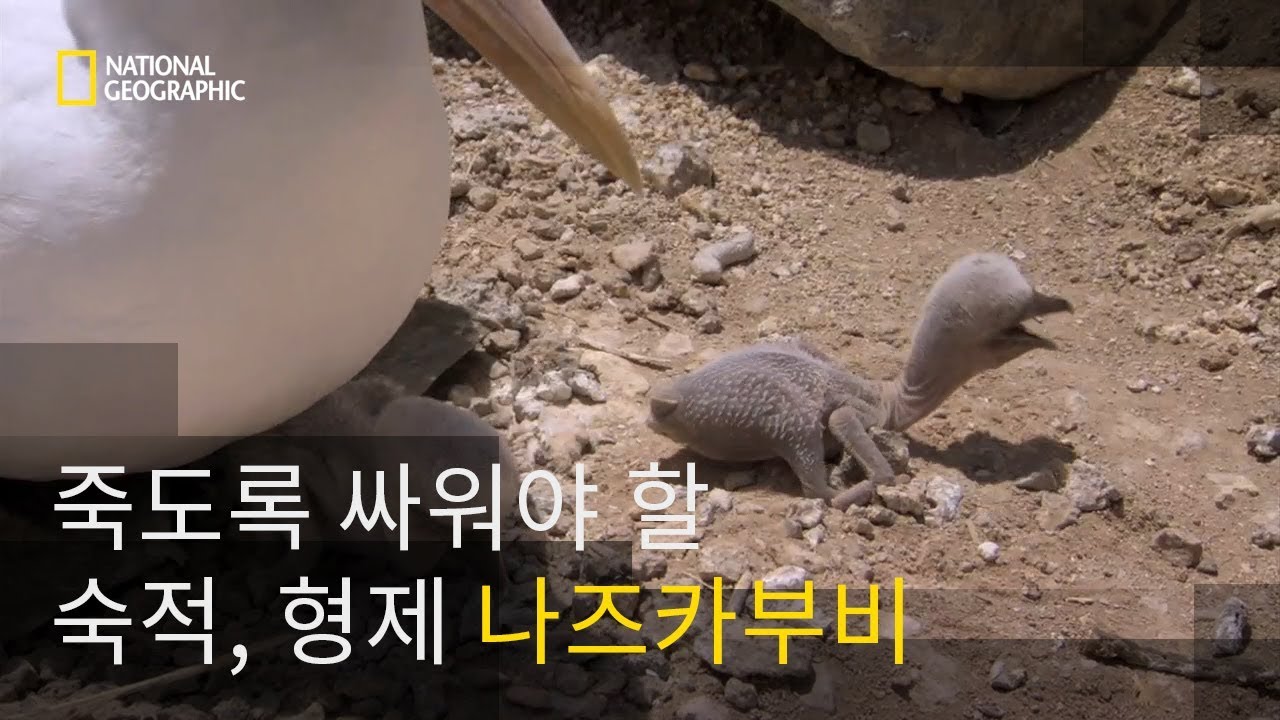 죽도록 싸워야 할 숙적, 형제