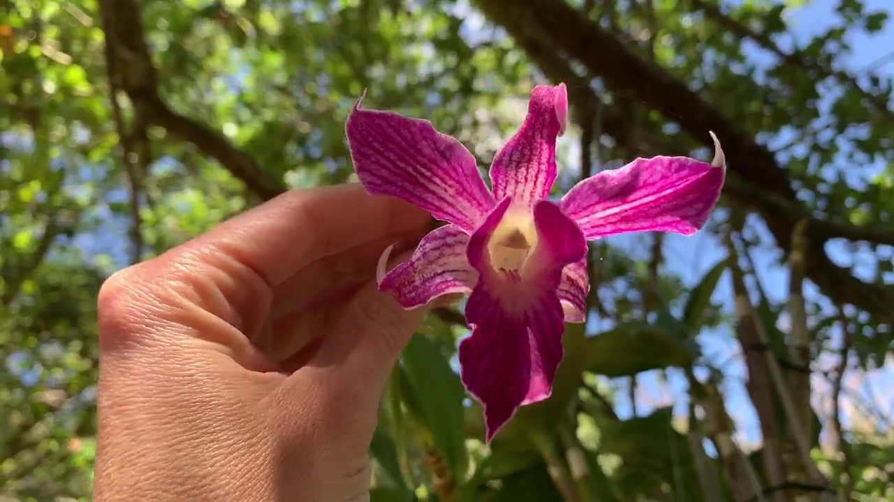 Orchid Garden Walk, Hopefully A Distraction from the Coronavirus, Orchid Show Information