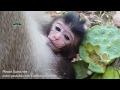 Life of monkeys Ep93, life of poor baby monkey, baby monkey with mom, ba...