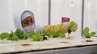 EVA, el futuro de la producción en alimentos