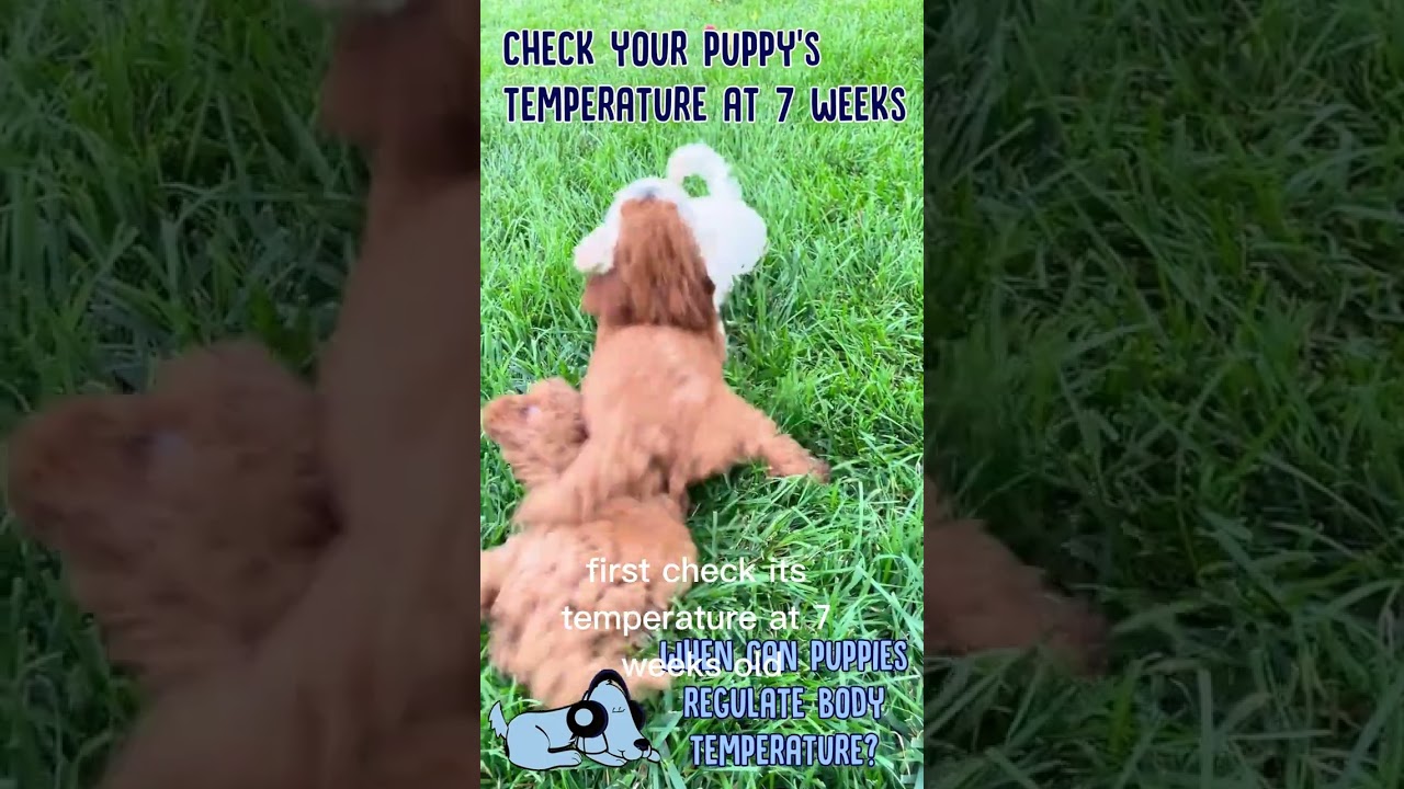 When Can Puppies Regulate Temperature