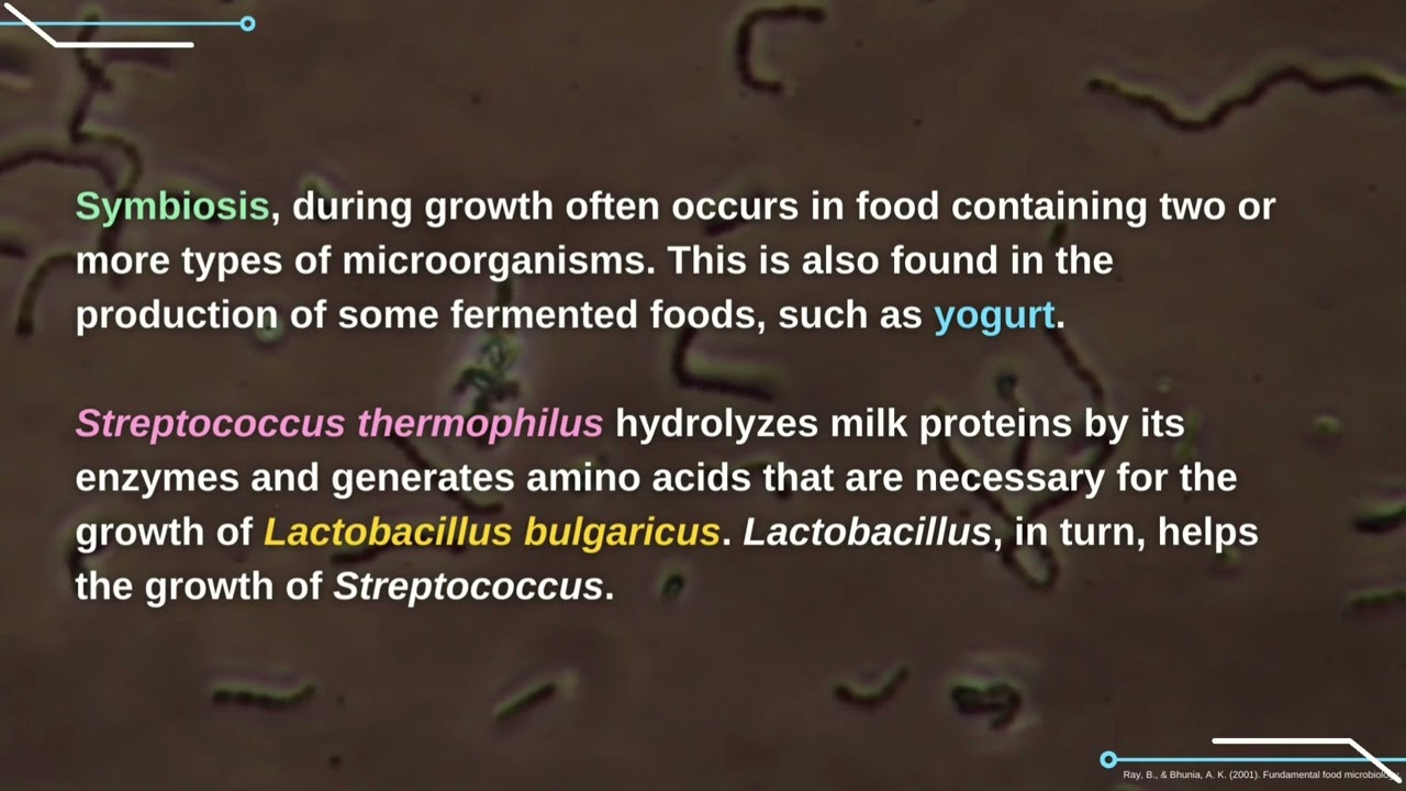Lactobacillus Bulgaricus And Streptococcus Thermophilus Streptococcus