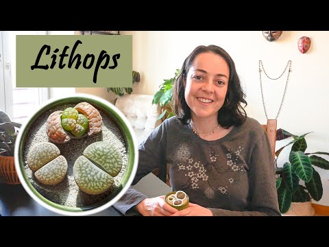 Lithops : out of the ordinary plants