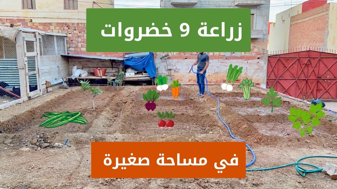 الدليل الشامل: زراعة 9 أنواع خضروات في حديقة منزلك من الصفر! 🌱🥦