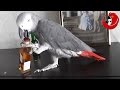 Gadająca papuga Grigorij - jego świat dźwięków (Grigorij The Talking Parrot)