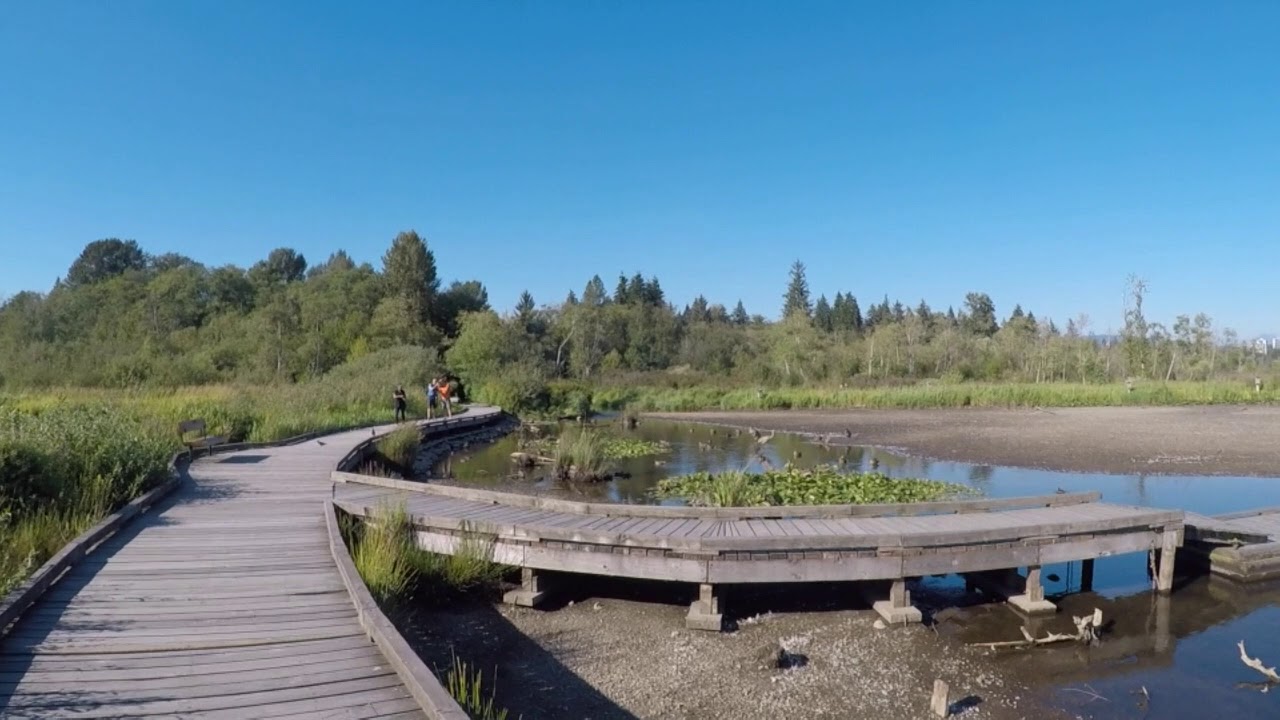 Summer at Burnaby lake, BC, Canada YouTube