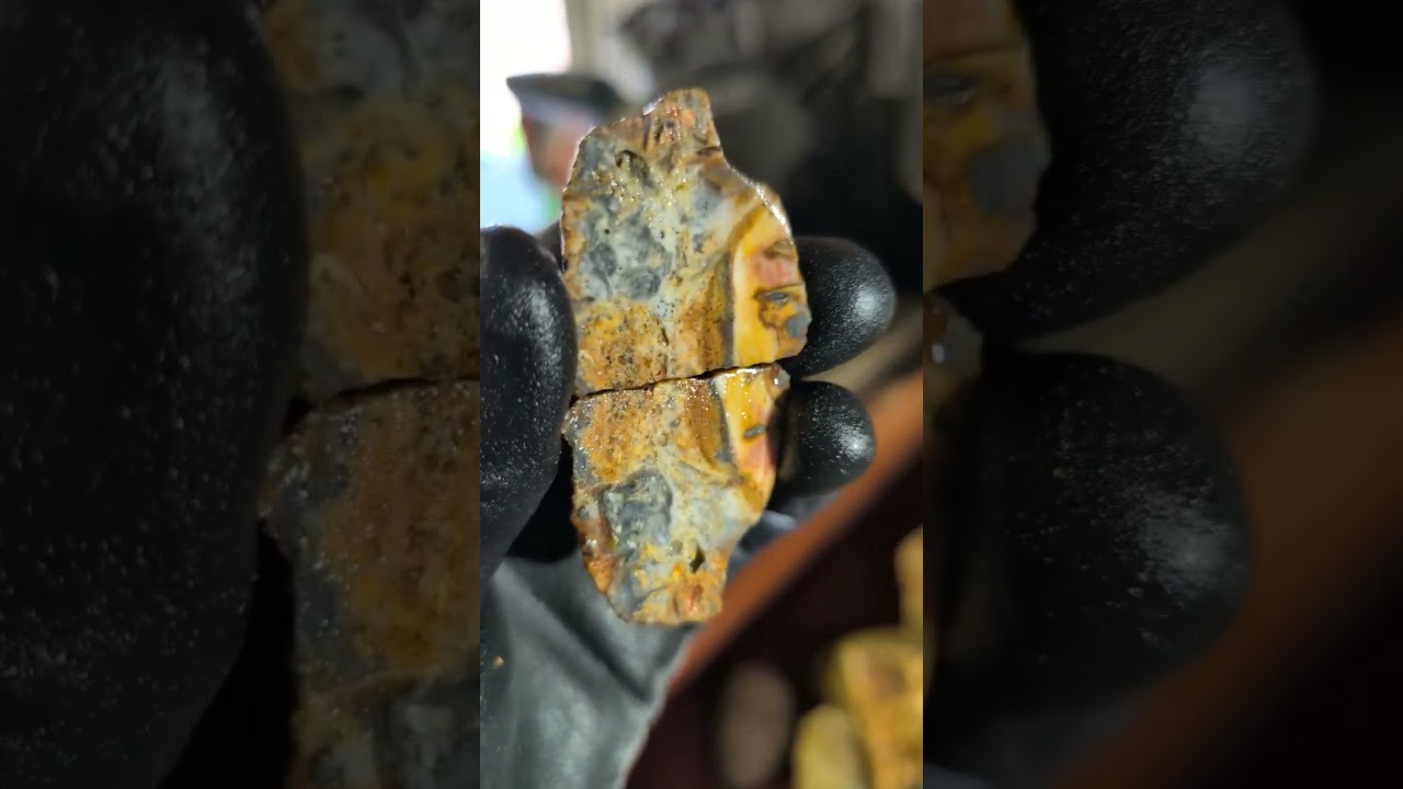 Petrified Wood Chunk Cut! 