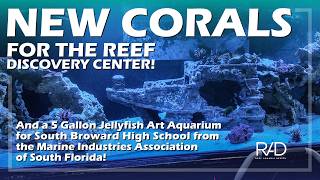A NEW 5-GALLON JELLYFISH AQUARIUM IN SOUTH BROWARD HS AND NEW CORALS FOR THE REEF DISCOVERY CENTER.