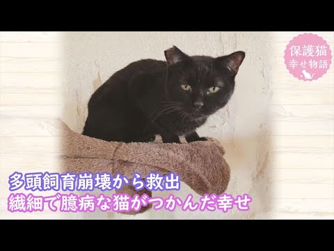多頭飼育崩壊から救出された臆病な猫　預かりボランティアから里親へ　ナレーション付【保護猫幸せ物語】#22 Foster cat`s happy  story