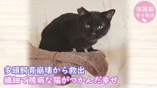 Foster cat`s happy story　A timid cat rescued from a multi-headed Breeding