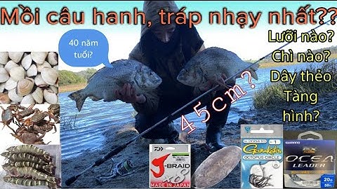 Cách chọn lưỡi câu, mồi câu, chì, dây câu tàng hình tốt nhất cho cá Hanh, Tráp khủng