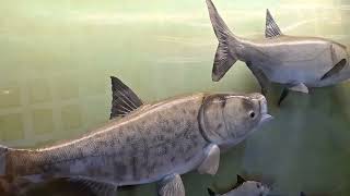 Spearfish Fish Hatchery