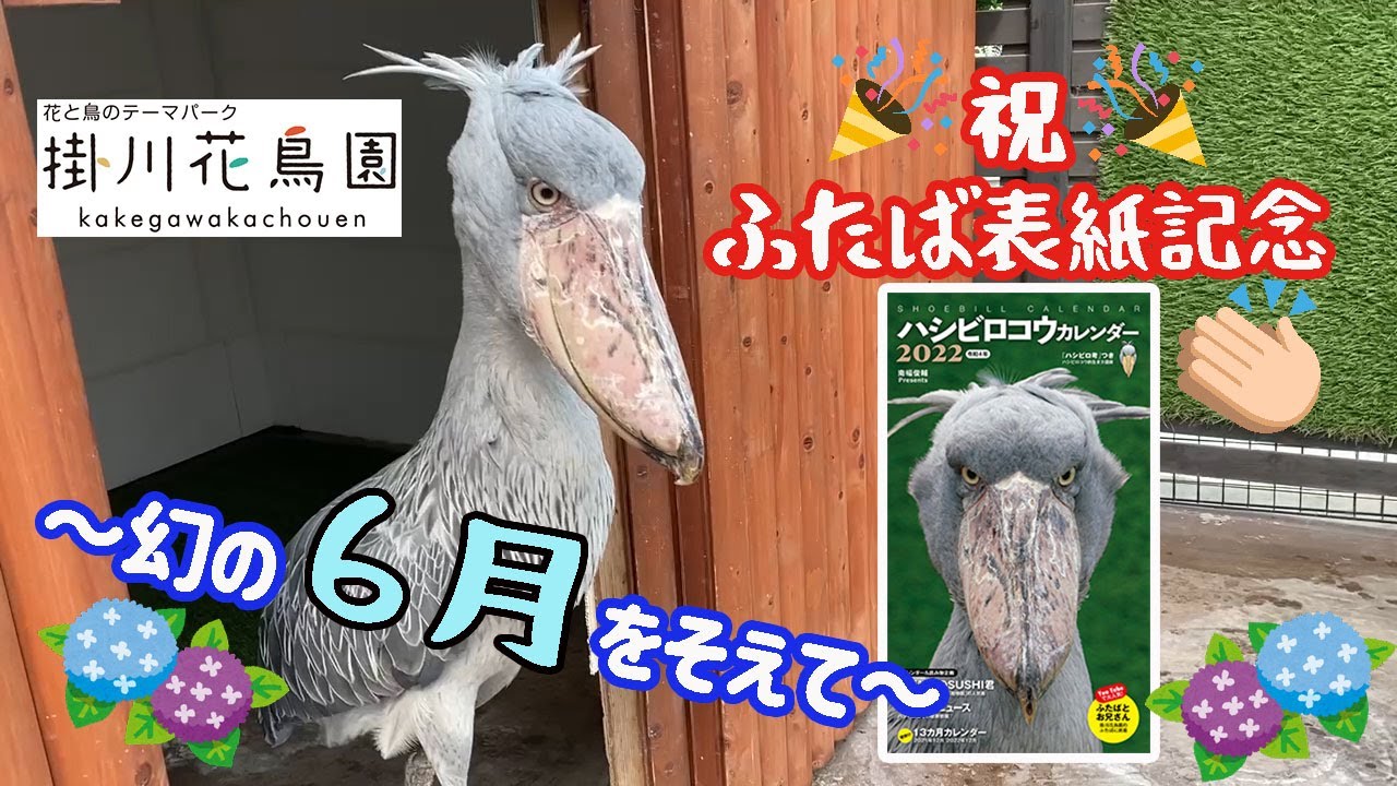 祝ふたば2度目の表紙記念！ハシビロコウカレンダー2022先行発売の