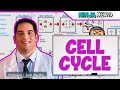 Cell biology  cell cycle interphase  mitosis