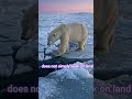 The Polar Bear's Secret Survival Strategy | Arctic Wildlife Documentary