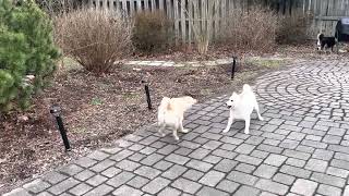 Wite bois always so dramatiks by The Angry Shiba Channel 101 views 1 year ago 50 seconds