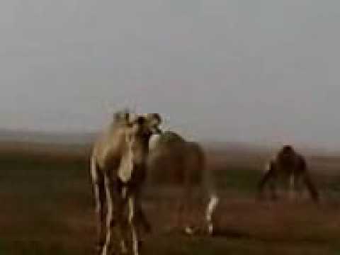 ربيع القويعيه عام 1429 بالقصيم
