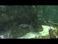 Blacktip Shark at Moody Garden 2026