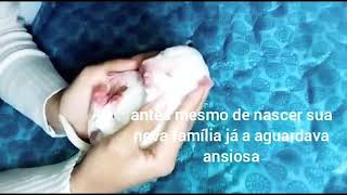 Filhote De Bull Terrier Com 2 Dias De Vida