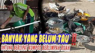 UNTUNG MELIMPAH TERNAK AYAM DENGAN PAKAN HASIL FERMENTASI