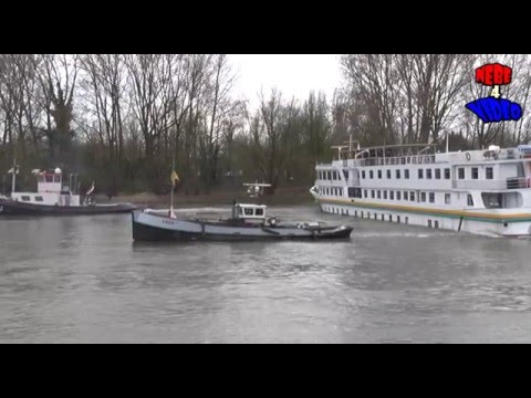 Video: Kribben Bij Paarden