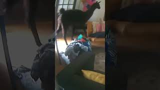 Goat Sneaks The Whole Farm Into The House!