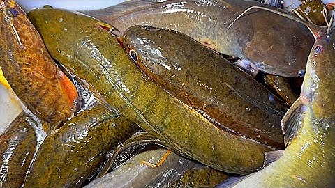 Cắm Câu Đêm Một Mình Trúng Bầy Cá Lóc Bội Thu