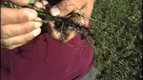 How to identify Soybean Cyst Nematode