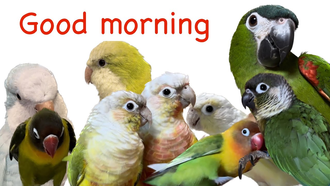 The parrots' daily routine from waking up to release time before ...
