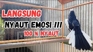 TERAPI PANCINGAN KACER AGAR GACOR LANGSUNG EMOSI BUKA EKOR BONGKAR MATERI , LANGSUNG NYAUT !!!