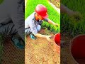Techniques for Quickly and Regularly Uprooting Rice Seedlings to Increase Agricultural Yields