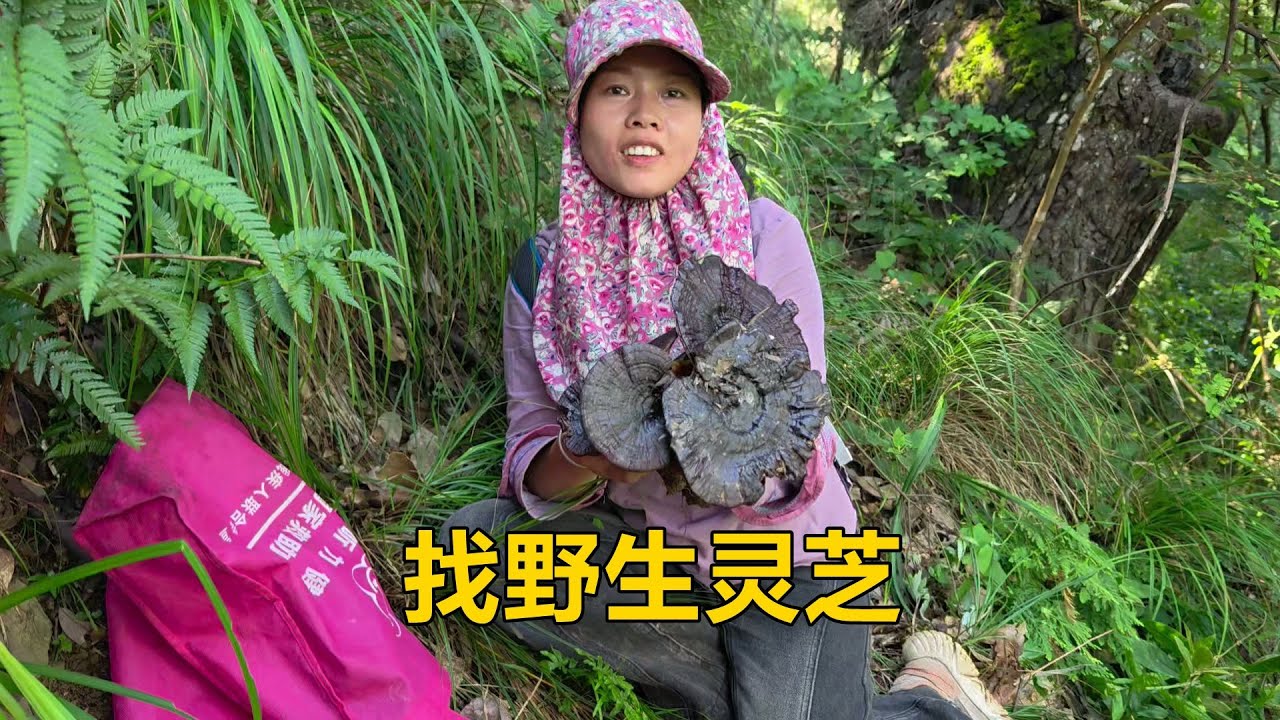 又到了找野靈芝的季節，三嫂翻山越嶺去尋找，一天賺了幾百塊【農人家三嫂】